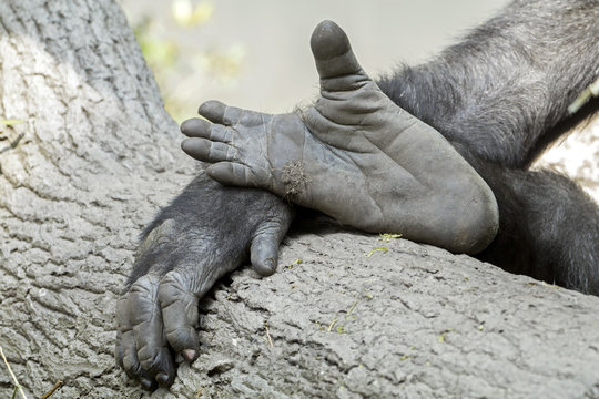 Gorilla hand and feet