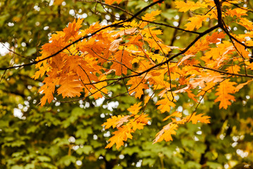  Autumn leaves on the tree