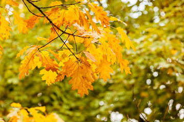 Fototapeta na wymiar Autumn leaves on the tree