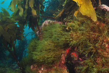 Various kinds of sea weeds on shallow underwater reef in temperate southern Pacific ocean.