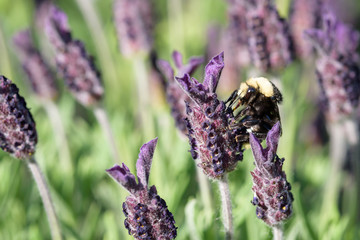 Bumble bee on a lavender flower, pollination
