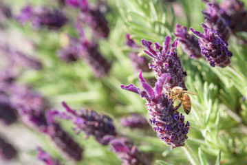 Honey bee on a lavender flower, pollination
