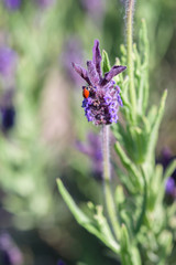 Solid red ladybug on a lavender flower, pollination

