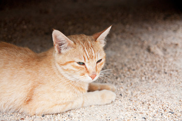 Naklejka premium I found under the car, the sleepy Japanese island of cat 