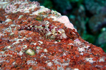Sculpin fish resting on the rock