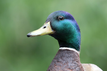 Mallard Duck