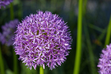 Fototapeta premium Purple allium in full bloom against a dark background 