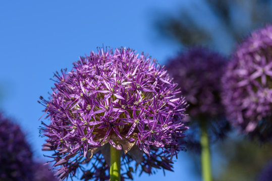 Fototapeta Purple allium in full bloom against a dark blue background  