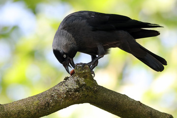 Jackdaw