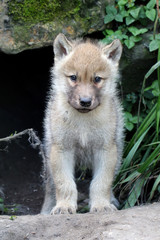 Wolf pup © Edwin Butter