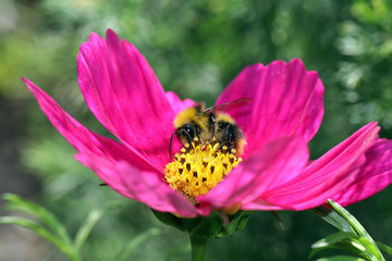 Bumblebee on pink flower