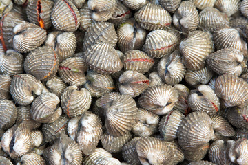 Fresh Blood cockle (Anadara granosa)
