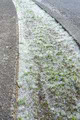 Cottonwood fluff caught on grass and dirt in the sidewalk/street median
