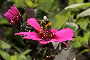 Bumblebee on pink flower