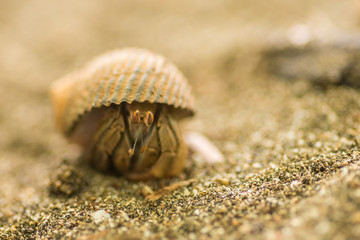Crab on the sand hiding in a shell
