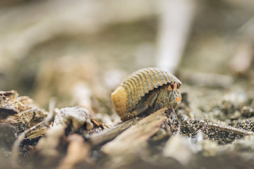 Crab on the sand hiding in a shell