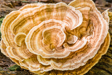Circular orange mushroom growing on a fallen tree trunk