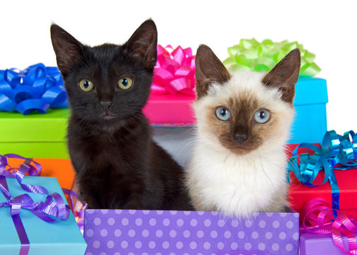 Black kitten with yellow eyes next to siamese kitten with blue eyes in purple polka dot birthday present box, ribbons and bows on presents around them isolated on a white background looking at viewer.