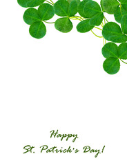 Green clover leaves on a background summer landscape.