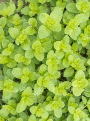 Fototapeta premium green peppermint