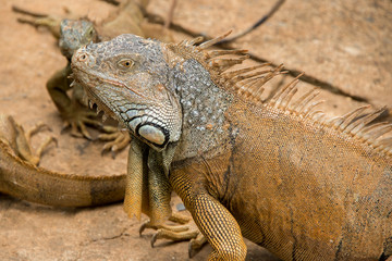 Iguanas in Hondurs