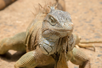 Iguanas in Hondurs