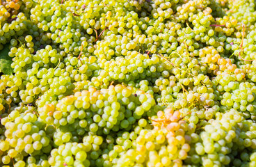 White wine grapes in a basket © yatcenko