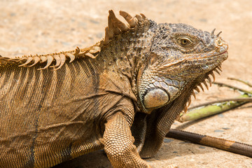 Fototapeta premium Iguanas in Hondurs