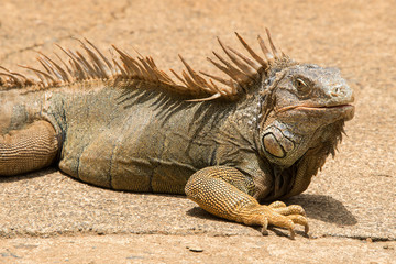 Iguanas in Hondurs