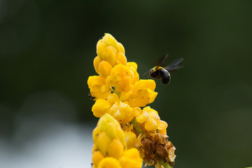 Ringworm Bush