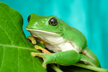 Mexican leaf frog