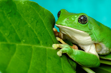 Mexican leaf frog