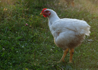  chicken that is walking along on the grass