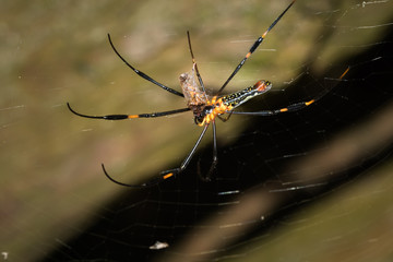 This is a photo of a spider, was taken in XiaMen botanical garden, China.