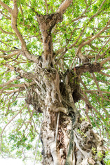 Obraz premium Banyan(Strangler Fig)