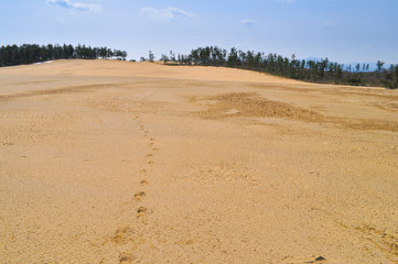 Footprint of the desert