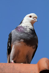 Pigeons sitting on the roof