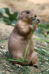 Prairie dog