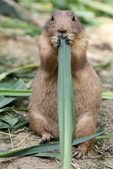 Prairie dog