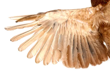 Papier Peint photo autocollant Poulet ailes de poulet avec des plumes sur fond blanc