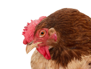 chicken head on a white background