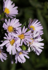 Obraz premium small blue daisy