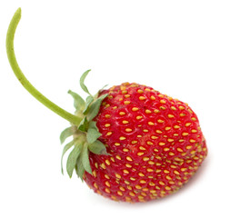 strawberries on a white background