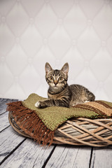 hübsches Katzenbaby