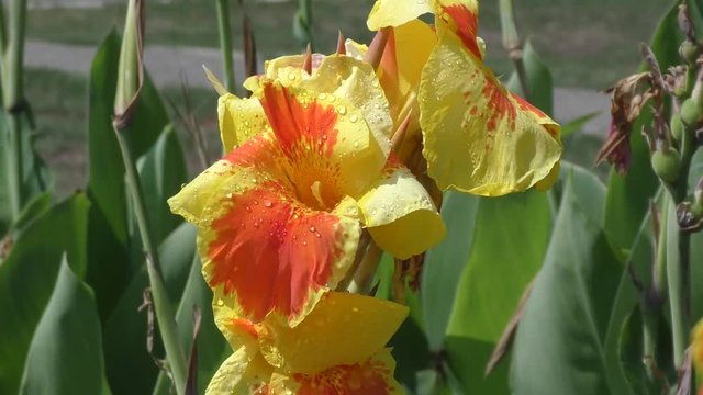 Flower Canna yellow-red in the summer morning