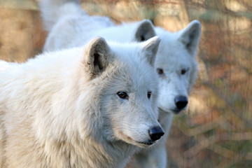 Obraz na płótnie Canvas White wolves in wildlife reservation