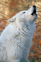 Naklejka premium Howling white wolf