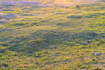 Young, fresh and juicy spring grass in the sunset