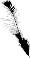 isolated peacock long black feather