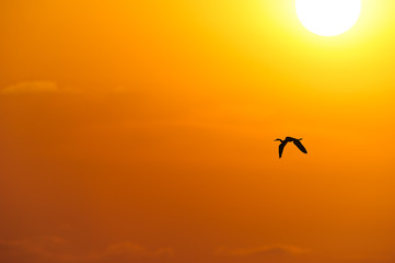Fototapeta na wymiar Bird Silhouette Sunset